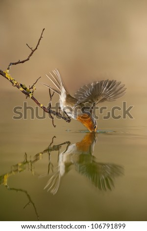 Robin (Erithacus rubecula) male drinkingg water, Alicante, Spain, Europe