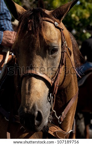 Brown horse, close-up, David city, Panama, Central America