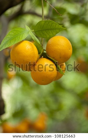 Organic oranges ripening on an orange tree.
