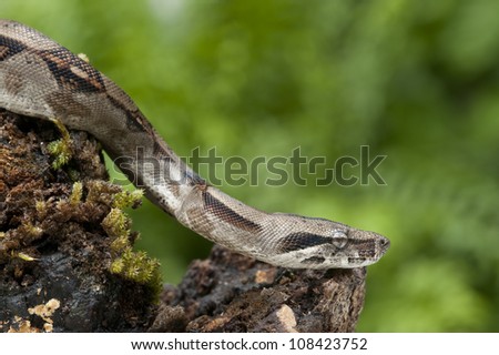Boa constrictor snake (Boa constrictor constrictor), Soberania national park, Panama, Central America