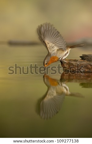 European Robin male (Erithacus rubecula) pond reflex, Alicante, Spain,Europe