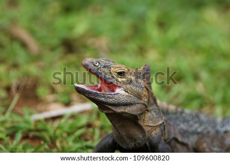Nature; Wildlife; Horizontal; Close up; Outdoors; Animals In The Wild; Reptile; Brown; Green; Day; Iguana; Grass; One Animal; Animal Themes; No People; UNESCO; Panama; central America; Head