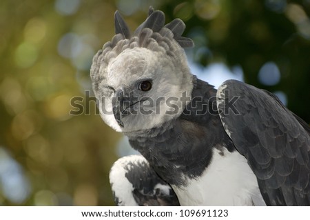 Harpy eagle (Harpia harpyja) portrait, Captive animal, Panama, Central America