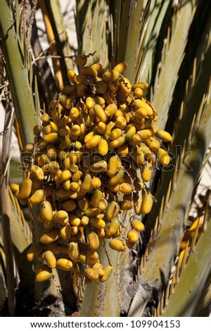 Dates ripening on a date tree,Alicante,Spain,Europe