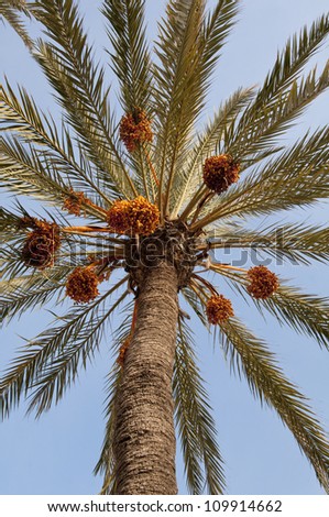 Date palm tree, Alicante, Spain, Europe