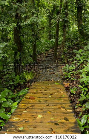 Ecological trail in the rainforest. Colon Island, Bocas del Toro, Panama, Central America.