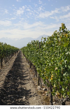 Cabernet Sauvignon grape\'s of Concha y Toro vineyard, Santiago,Puente Alto/Maipo valley,Chile,South America