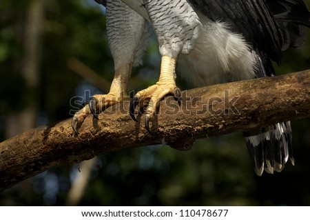 Harpy Eagle claws (Harpia harpyia) Soberania National Park,Rep.of PanamÃ?Â¢?Ã?Â¡, Central America (Captive animal)