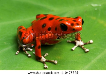 Strawberry Poison Dart Frog (Dendrobates pumilio), Bastimentos National Park, Bocas del Toro, Panama