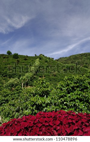 Organic coffee farm, Boquete, Chiriqui, Panama, Central America