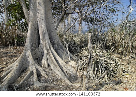 Tree trunk with buttress roots at Mogo Mogo island. Las Perlas archipelago, Panama province, Panama, Central America.