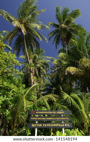 Palm tree forest at Zapatilla Cay. Bastimentos National Marine Park, Bocas del Toro, Panama, Caribbean, Central America.