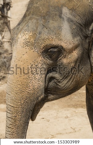 Head of Asian Elephant or Indian Elephant (Elephas maximus)