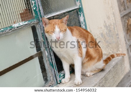 Sleeping cat outside window