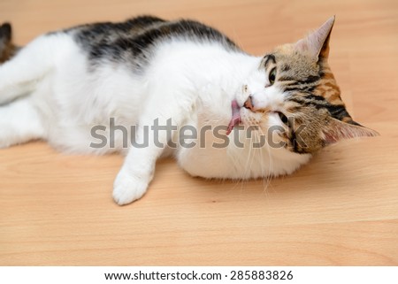 Cat cleaning her hand