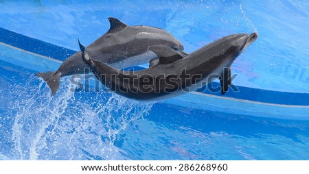 Bottlenose dolphin jumping from blue water