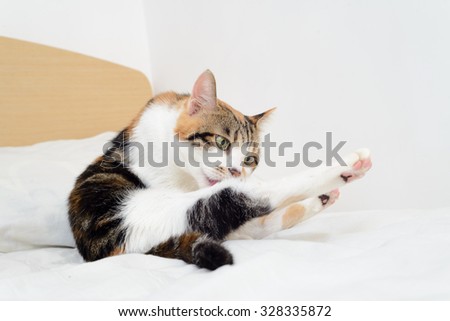 Cat cleaning herself on bed