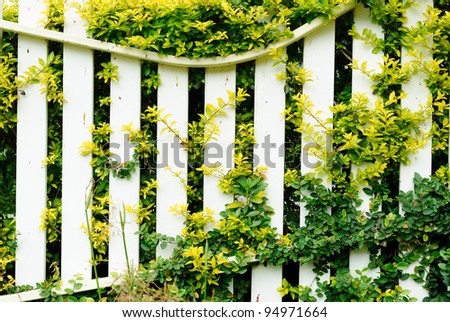 Wooden fence in garden with plant