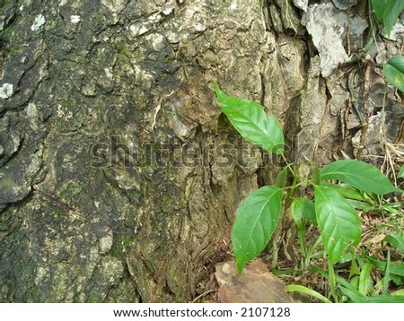Green leaf on tree back with copyspace