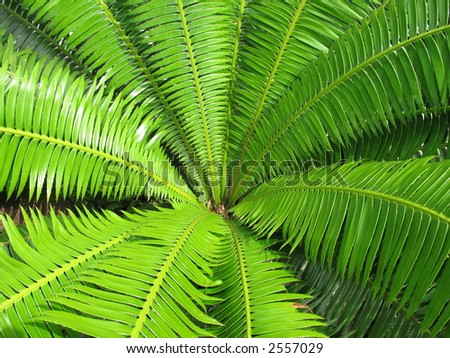 Ferns Wallpaper