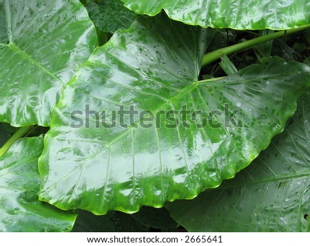 Stalks of green leaves - great nature background