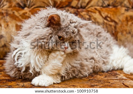 Big fluffy curly hair lazy cat lying on the sofa and licking his paw, looking down. Breed of cat is a Selkirk Rex.