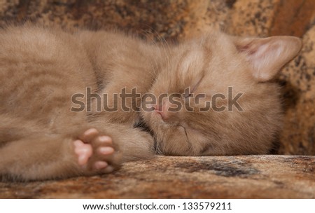 Small kitten sleeping sweetly on the bed. His eyes were tightly closed, and we can see his foot. His fur has a rare color - cinnamon