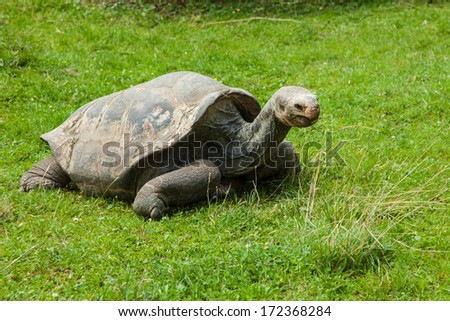 old big turtle on green grass