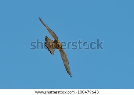 red-footed falcon flying (falco vespertinus)