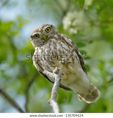 the little owl in natural habitat (Athene noctua)