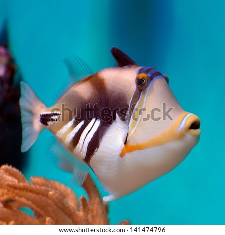 underwater image of tropical fish
