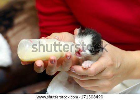 orphan kitten drinking milk from little bottle