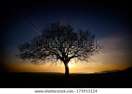 lonely tree on field at dawn, moonlight