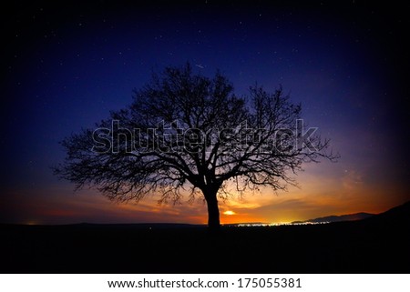 lonely tree on field at dawn, moonlight