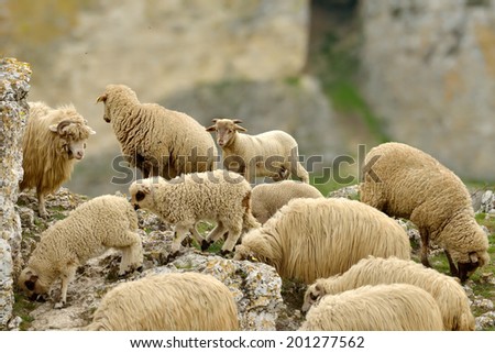 flock of sheep on field