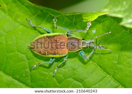 bug on green leaf in spring