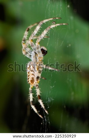 spider in natural habitat sitting on its net