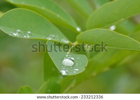 rain drops on the leaves