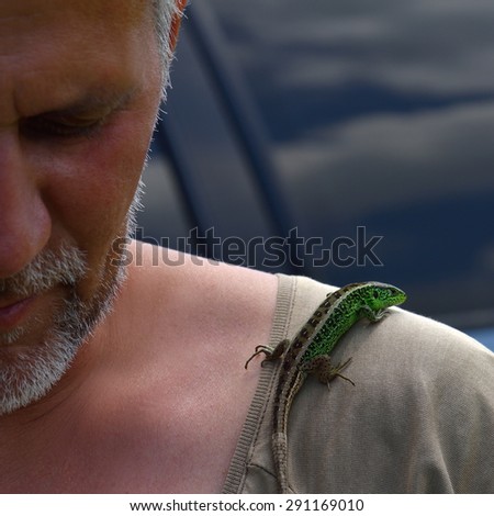 European green lizard on man shoulder - Lacerta viridis