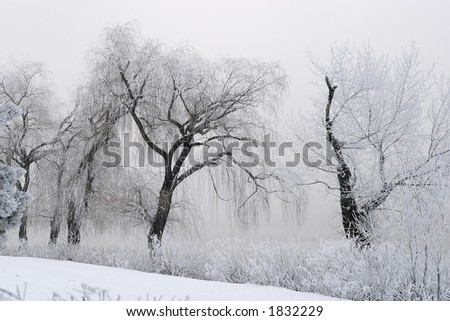 Icy cold frozen winter landscape