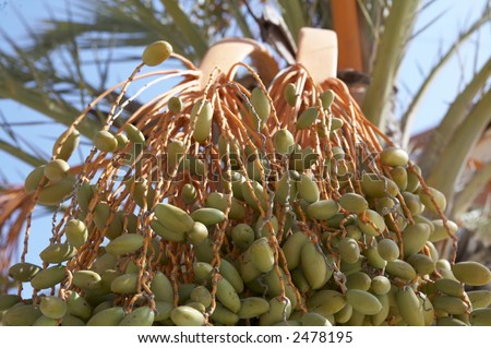 Date-tree with ripe dates before harfest