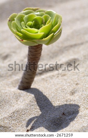 little plant in the sand, cactus