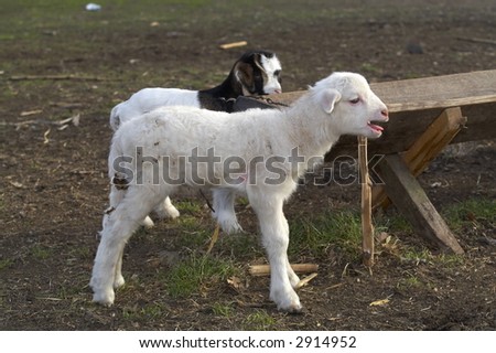lamb and kid