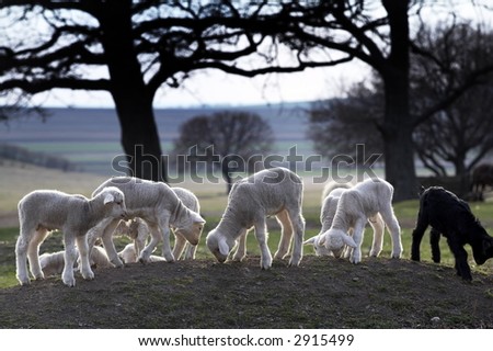 Pics Of Lambs