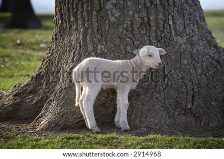 little lamb standing alone near a tree