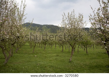 trees in bloom on a field in spring/orchard