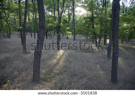 dried grass in the forest
