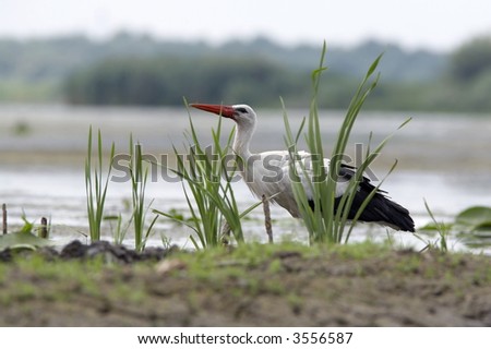stork/ciconia ciconia by the river