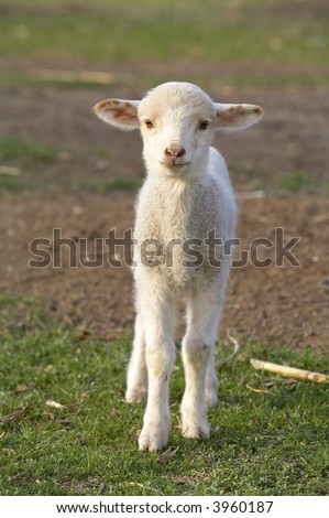 cute little lamb