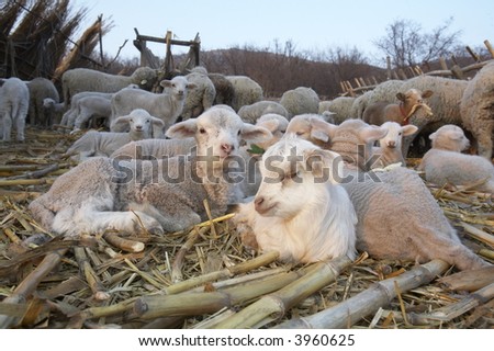 cute little lambs